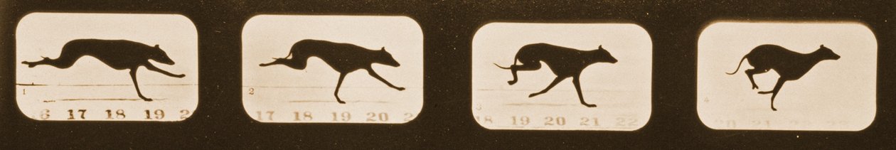 Bildsequenz von laufenden Windhunden, 