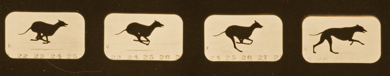 Bildsequenz von laufenden Windhunden, 