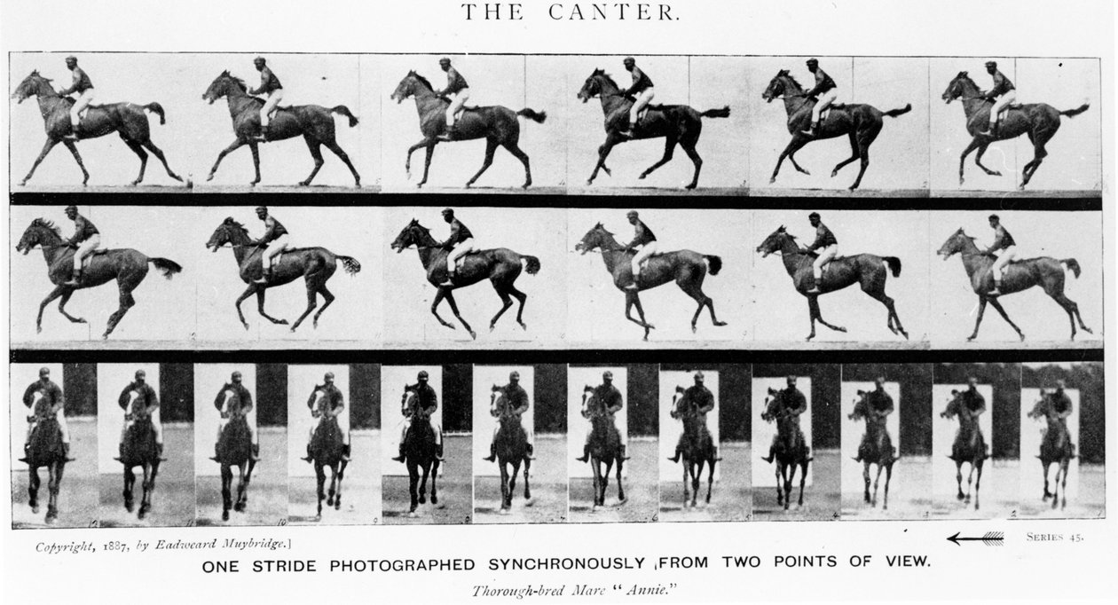 Der Galopp: Ein Schritt Fotografiert Synchron aus Zwei Blickwinkeln, 1887, Illustration aus 