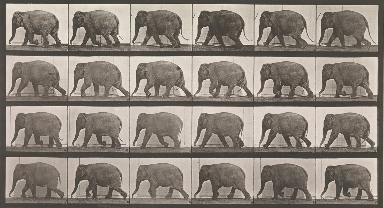 Tierlokomotion. Eine elektro-fotografische Untersuchung aufeinanderfolgender Phasen von Tieren..., 1880er Jahre von Eadweard Muybridge