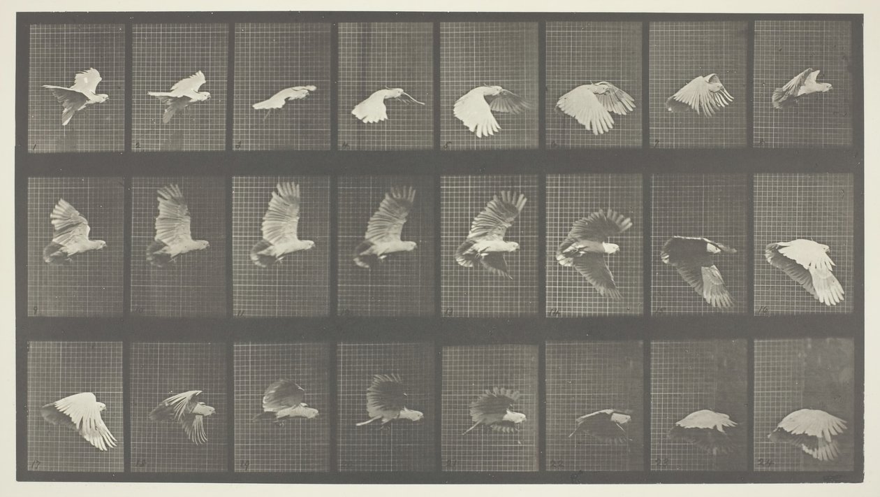 Tierbewegung, Tafel 758, 1887 von Eadweard Muybridge