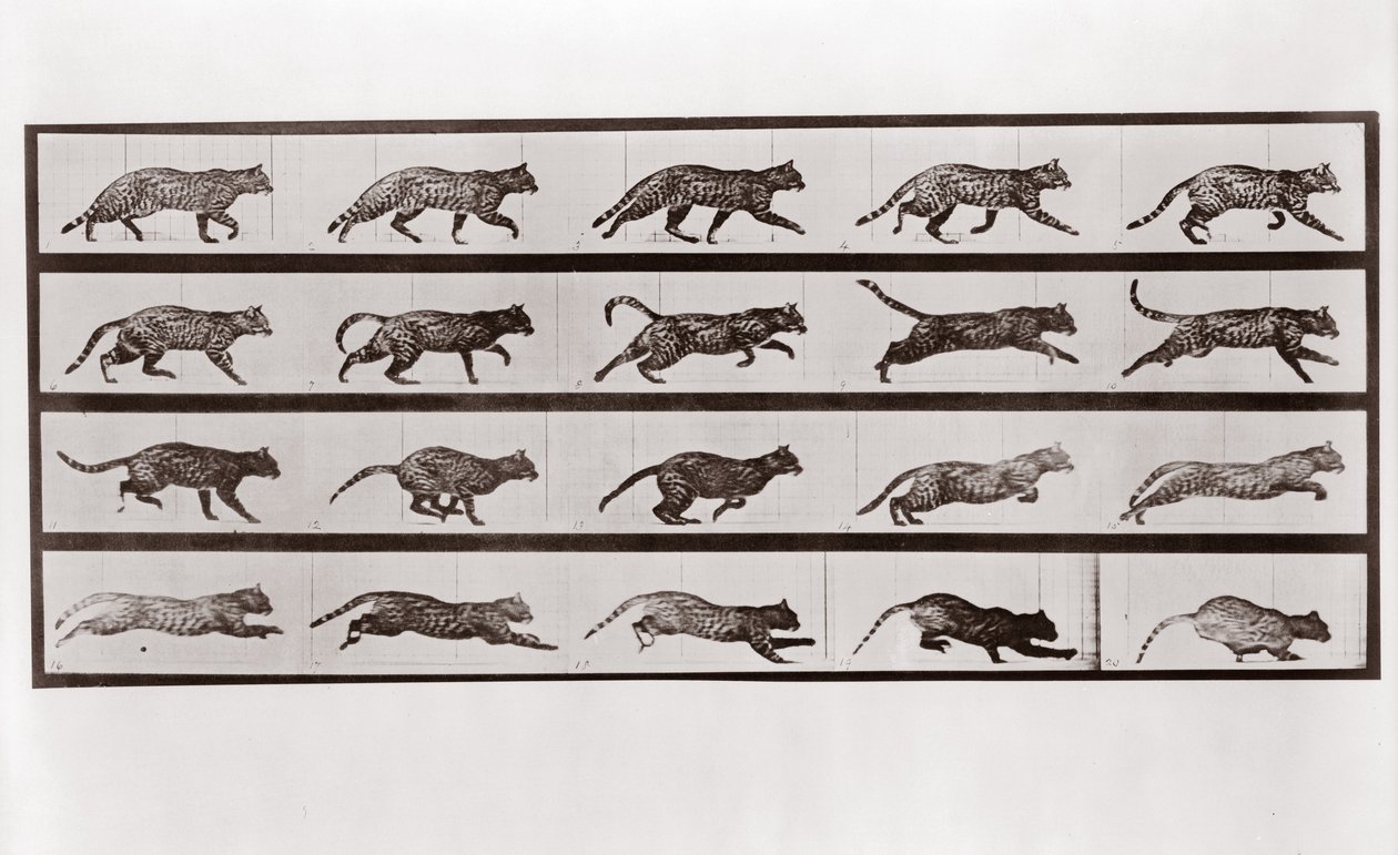 Katze trabt und galoppiert, Tafel 717 aus Animal Locomotion, 1887 von Eadweard Muybridge
