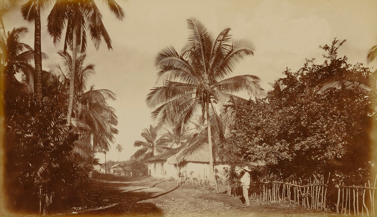 Kakaopalme - Retalhuleu, Guatemala von Eadweard Muybridge