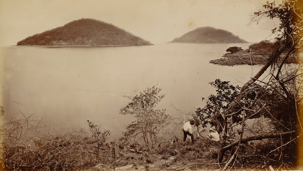 Perico und Flamenco - von der Insel Naos, Panama von Eadweard Muybridge