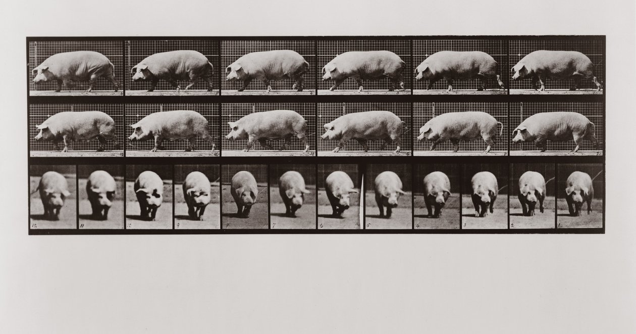 Schwein geht, Platte 673 aus Animal Locomotion von Eadweard Muybridge