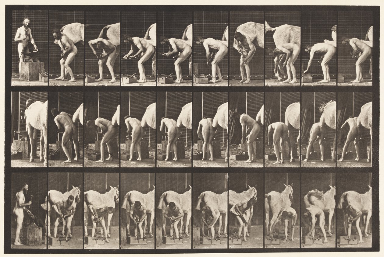 Tafel 508. Ein Pferd beschlagen von Eadweard Muybridge
