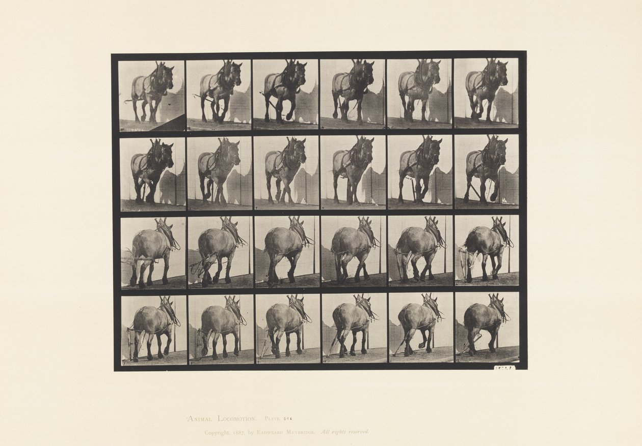 Tafel 564. Ziehen; Gebrochene Zugkette; Dunkelgraues Belgisches Pferd Dusel von Eadweard Muybridge