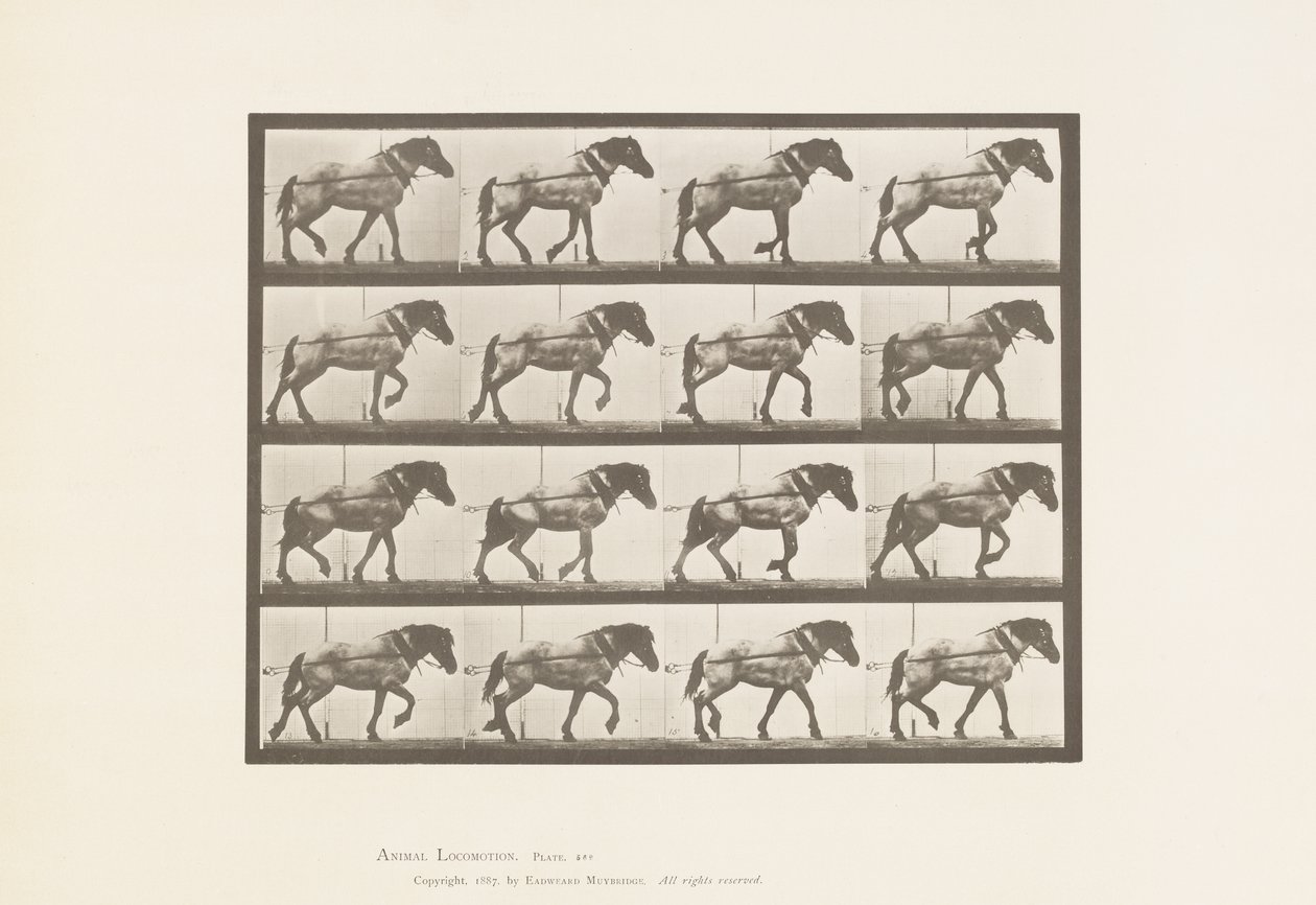 Tafel 569. Ziehen; Dunkelgraues belgisches Pferd Hansel, 1885 von Eadweard Muybridge