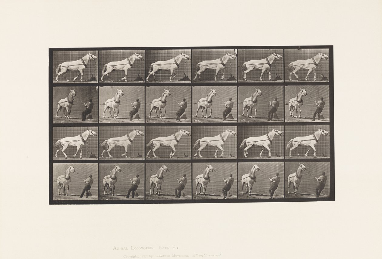 Tafel 573. Ziehen; Mann zieht am Kopf; Hellgraue Stute, 1885 von Eadweard Muybridge