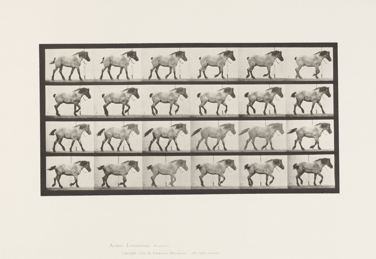 Tafel 574. Gehen; Frei; Dunkelgraues Belgisches Pferd Hansel, 1885 von Eadweard Muybridge