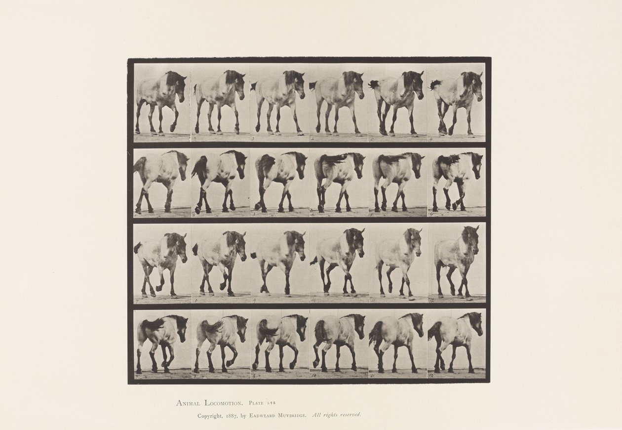 Tafel 575. Gehen; Frei; Dunkelgraues belgisches Pferd Hansel von Eadweard Muybridge