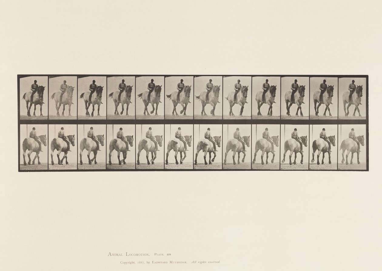Tafel 578. Gehend; Ohne Sattel; Dunkelgraues Belgisches Pferd Dusel von Eadweard Muybridge