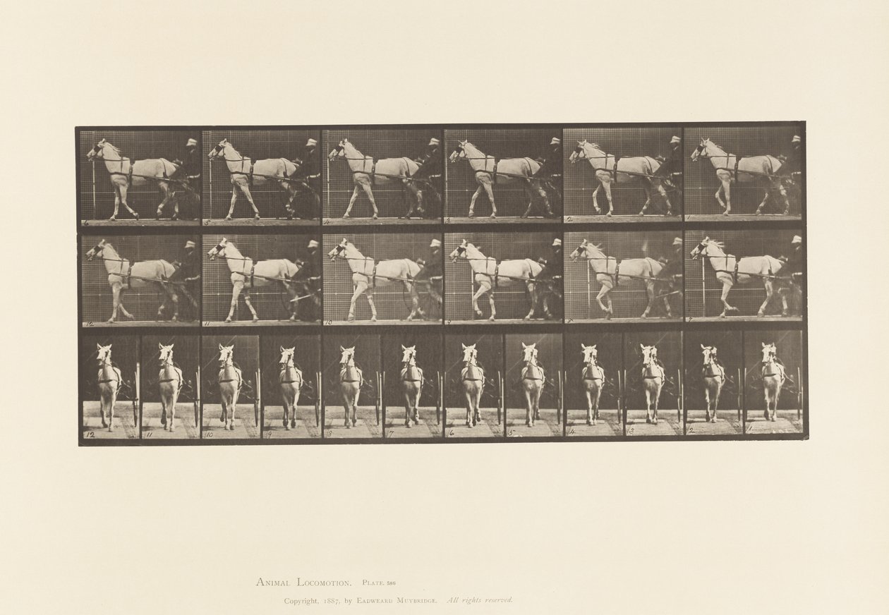 Gehen; Sulky; Hellgraue Stute, Katydid von Eadweard Muybridge