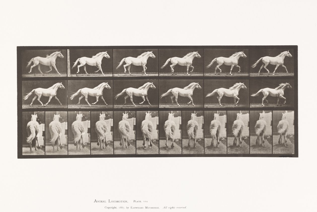 Tafel 596. Trabend; Frei; Hellgraues Pferd Eagle von Eadweard Muybridge
