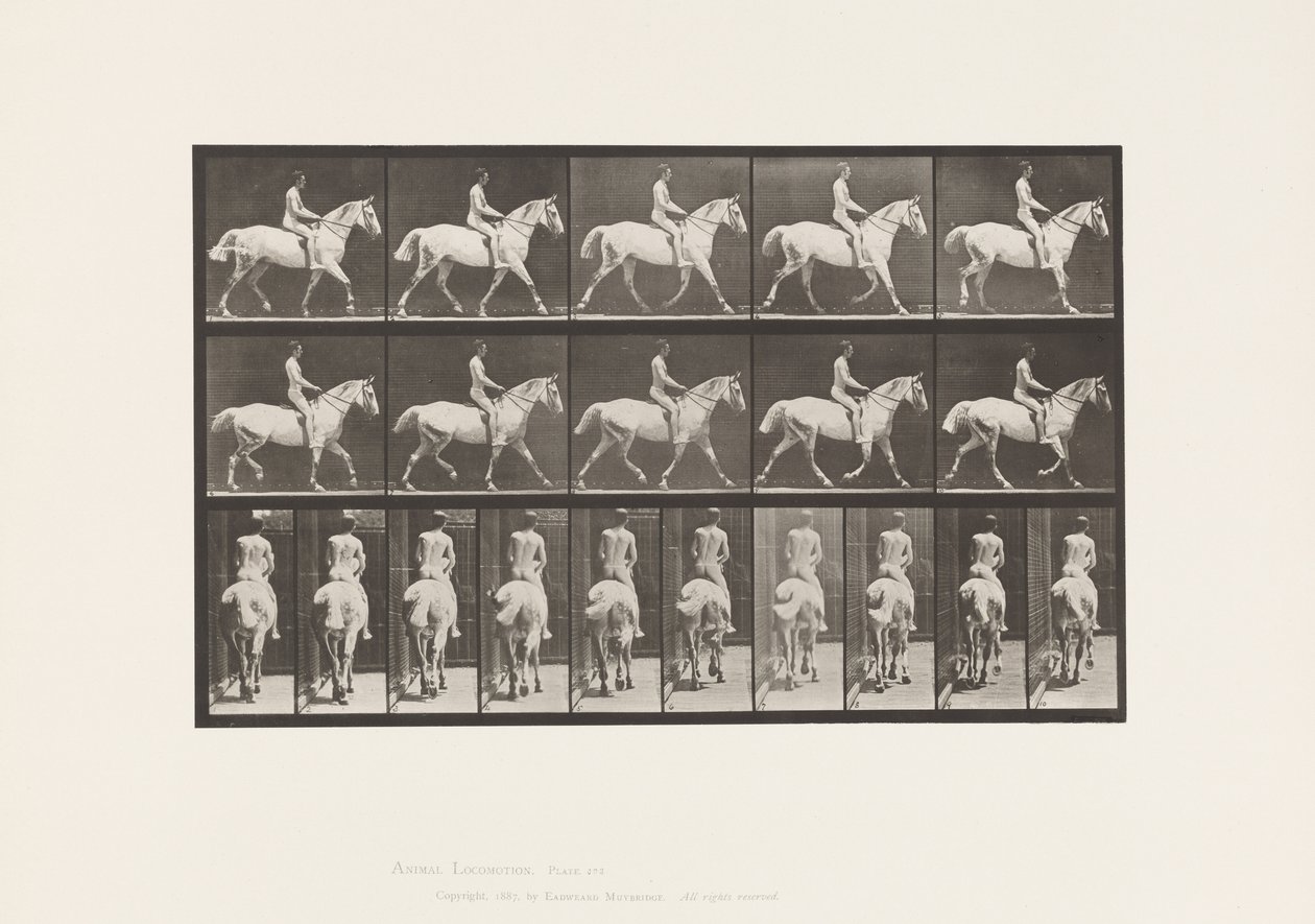 Tafel 603. Trabend; Sattel; Reiten, 43, Breit, Hellgraues Pferd Smith von Eadweard Muybridge