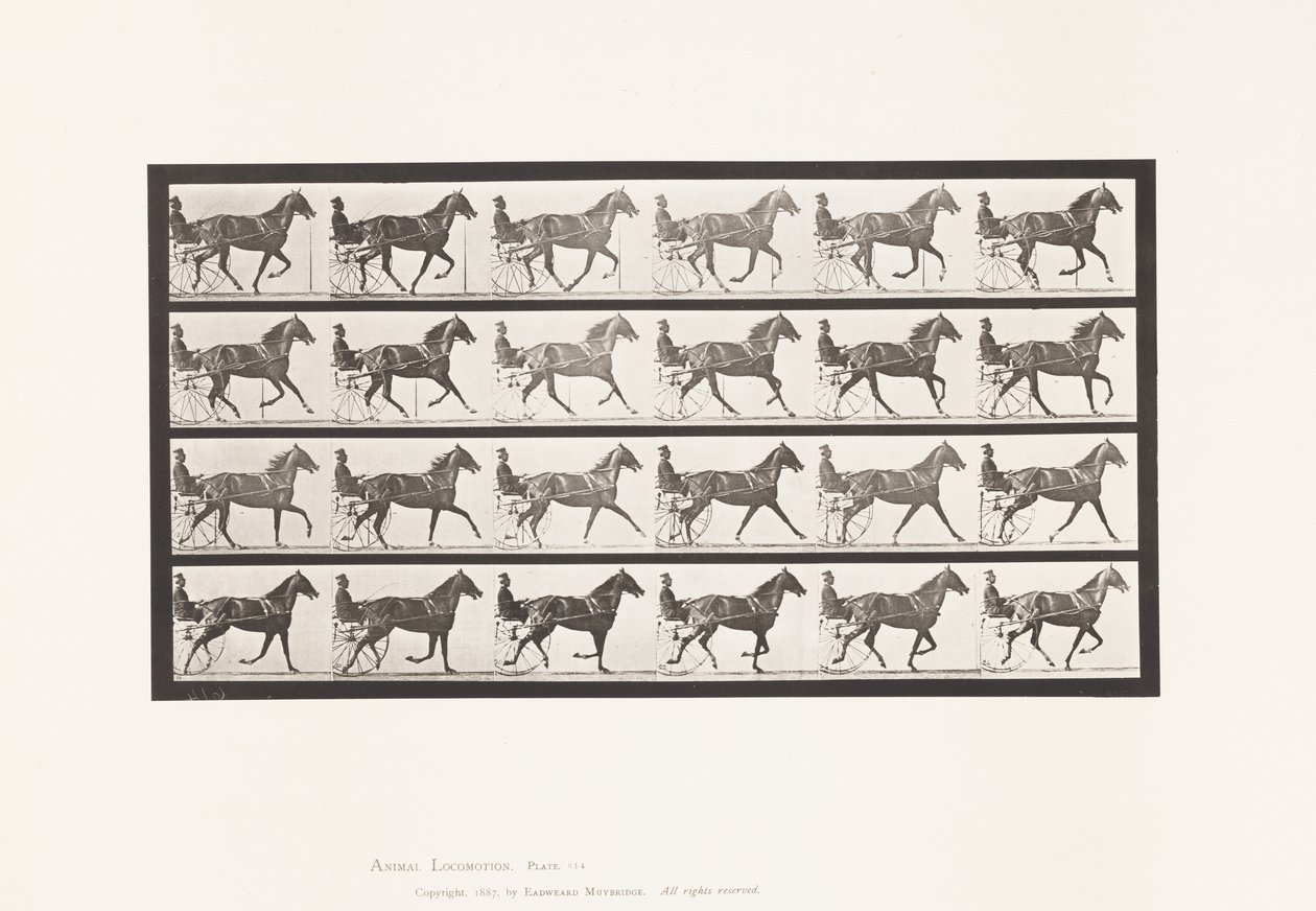 Tafel 614. Trab; Übergang zum Galopp; Fuchsfarbene Stute Flode Holden von Eadweard Muybridge