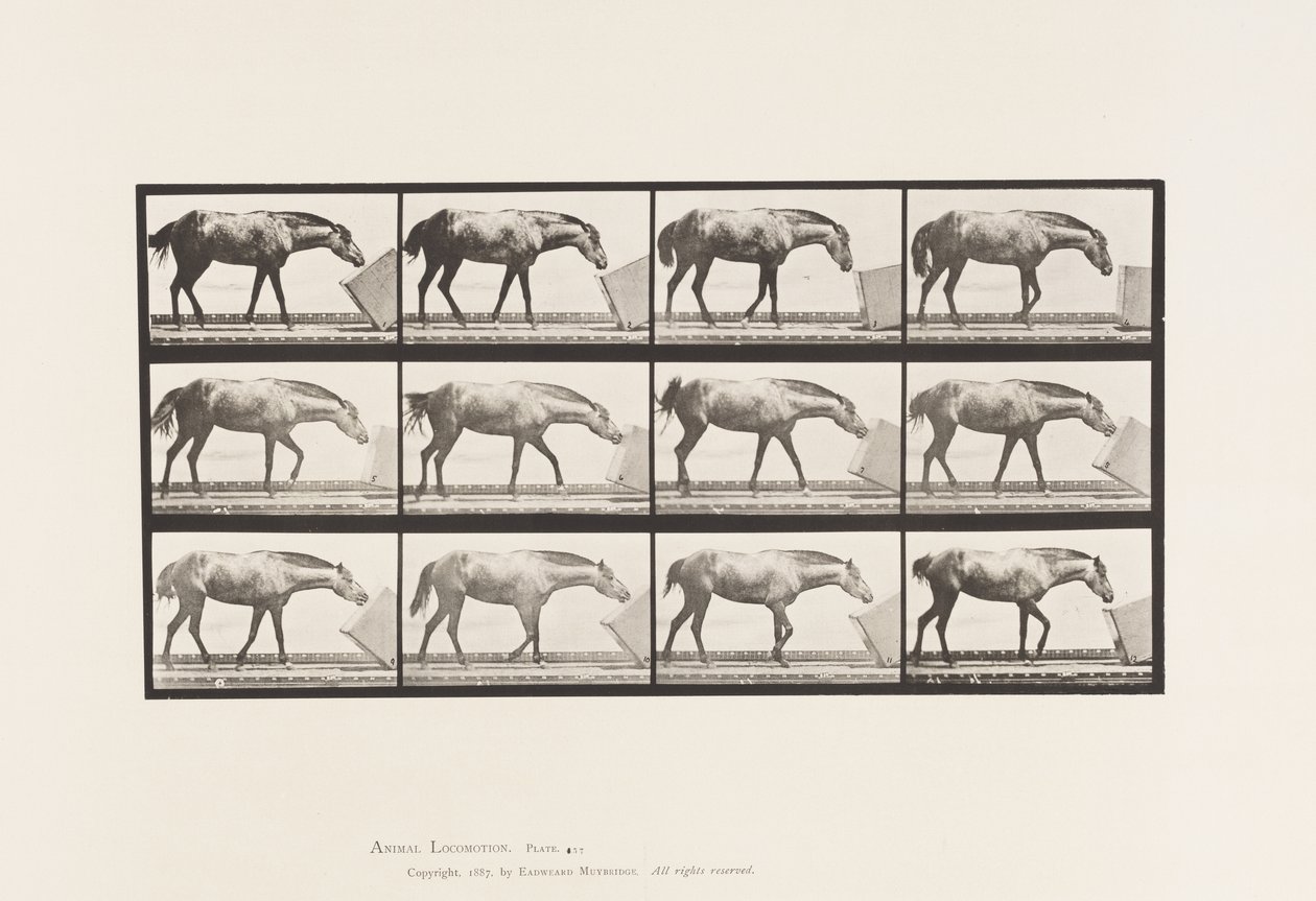 Tafel 657. Eine Kiste rollend; Pony, Lotta von Eadweard Muybridge