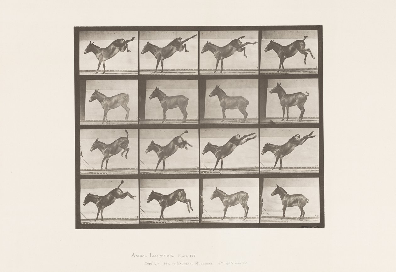 Tafel 658. Maultier; A, tritt; B, tritt Ruth von Eadweard Muybridge
