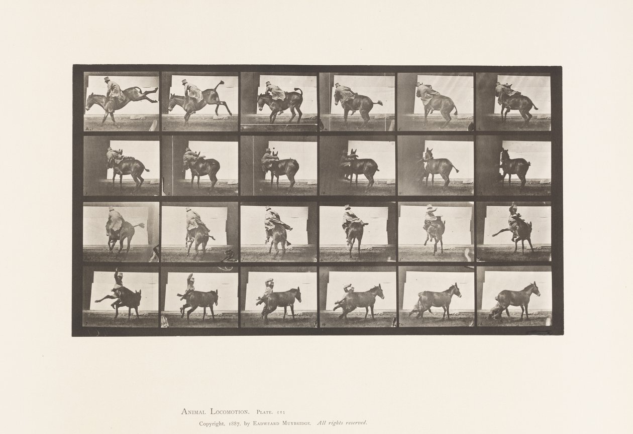 Tafel 661. Maultier; Ein widerspenstiges Tier Ruth von Eadweard Muybridge