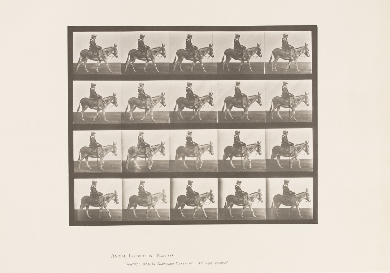 Tafel 666. Esel; Gehend; Sattel; Ein Mädchen reitend, Zoo von Eadweard Muybridge