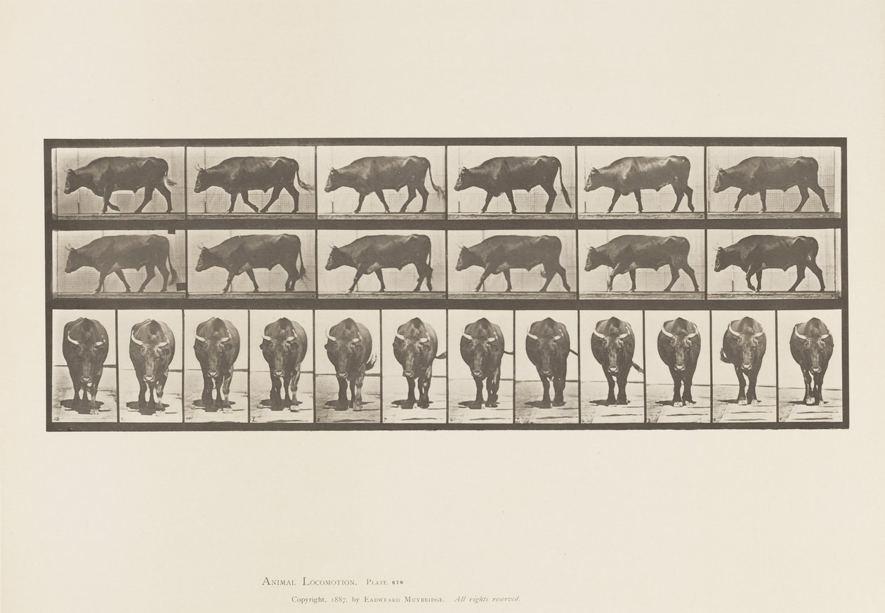 Tafel 670. Ochse; Gehend von Eadweard Muybridge