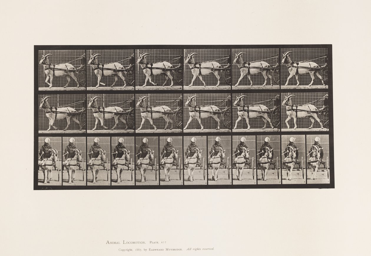Tafel 677. Ziege; Im Sulky gehend von Eadweard Muybridge