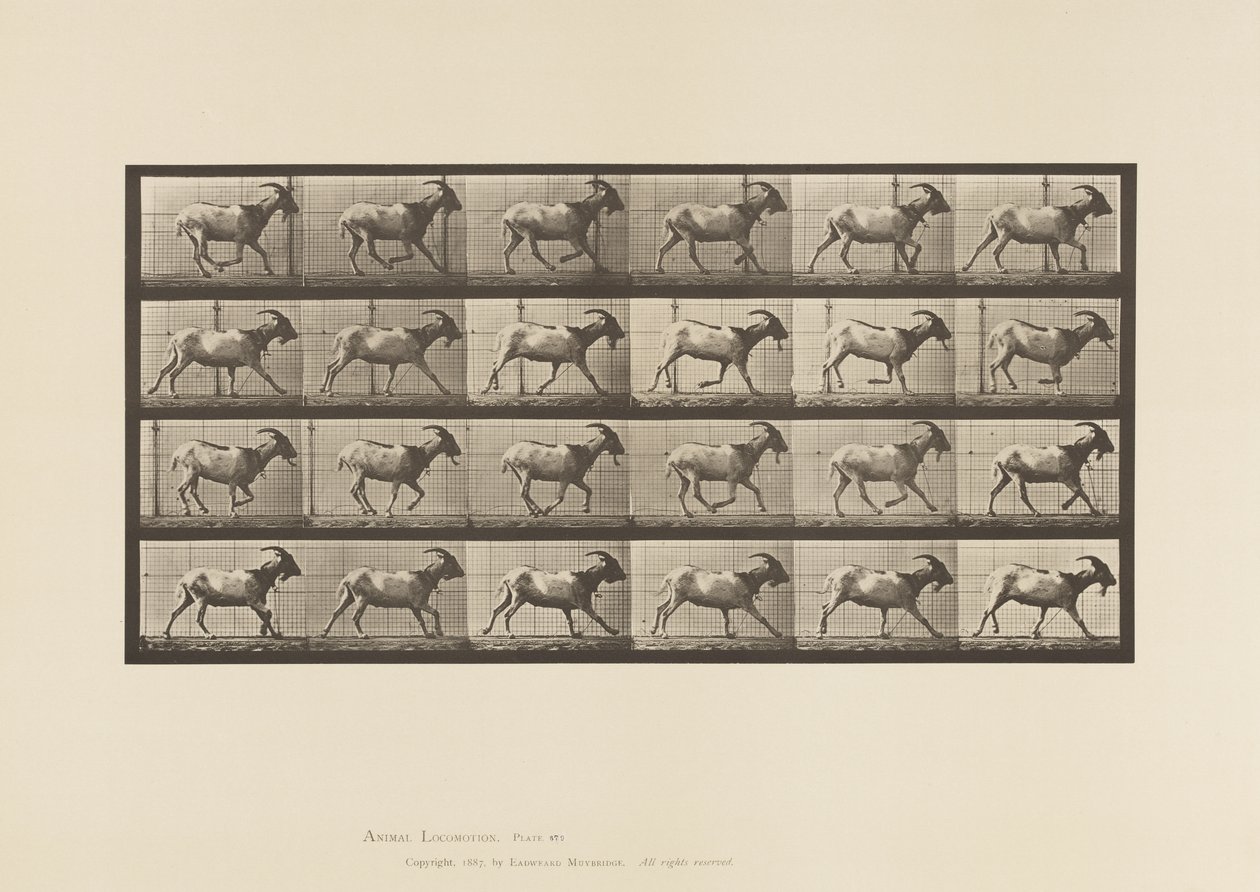 Tafel 679. Ziege; Galoppierend von Eadweard Muybridge