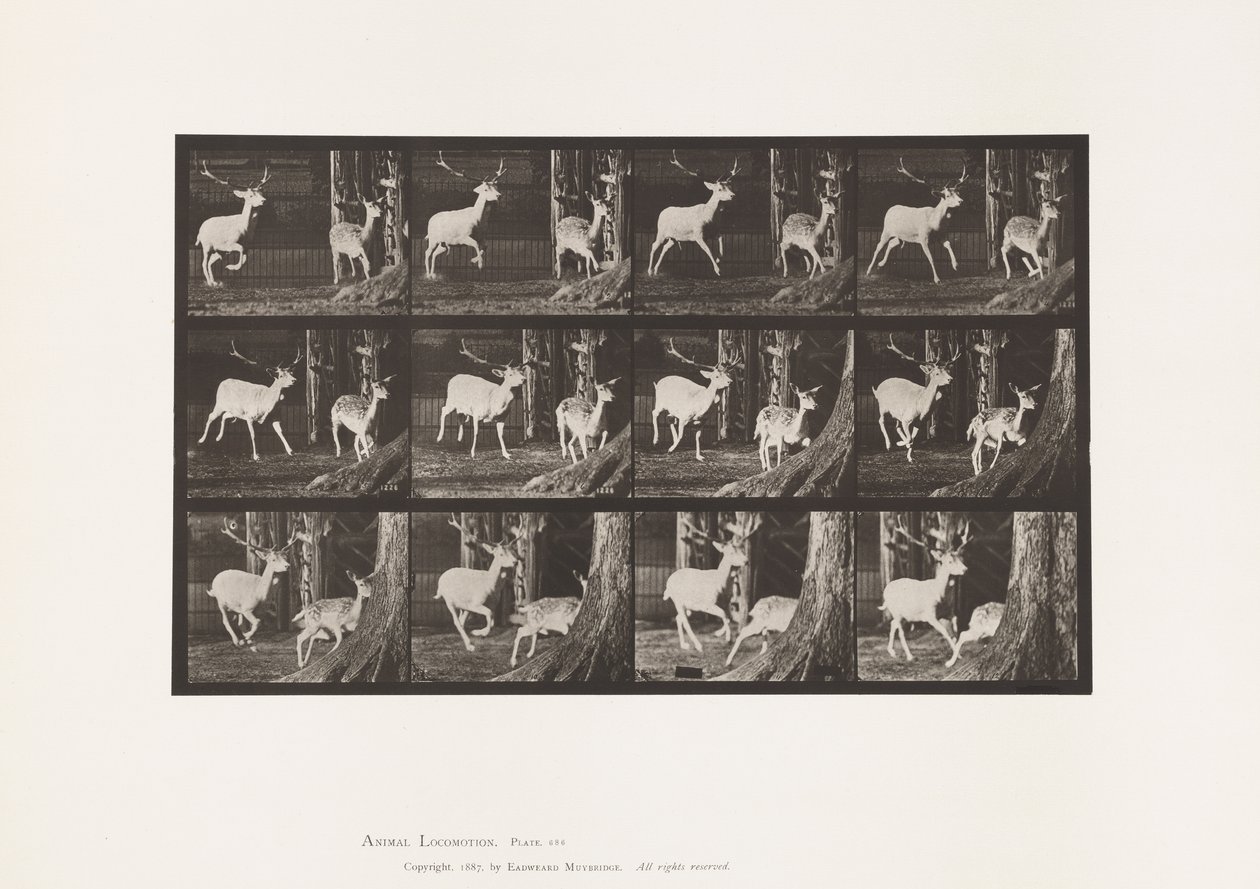 Tafel 686. Damhirsch; Bock und Hirschkuh; Galoppieren von Eadweard Muybridge