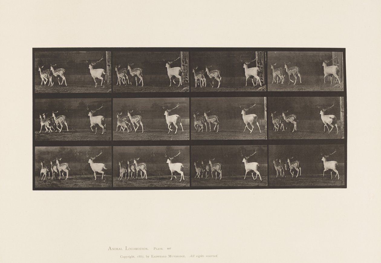 Tafel 687. Damhirsch; Bock und Gruppe von Hirschkühen; Galoppieren von Eadweard Muybridge