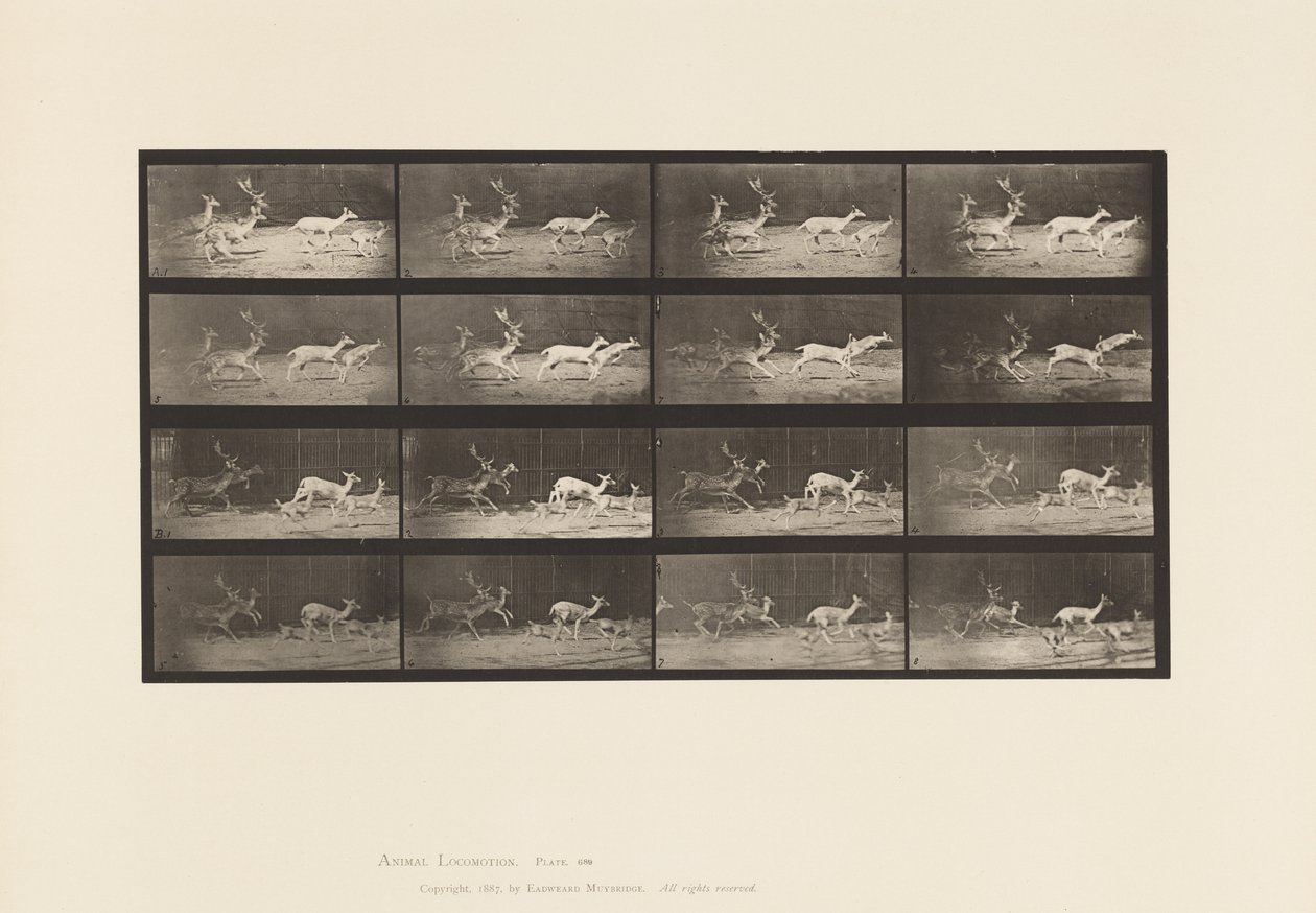 Tafel 689. Damhirsch; A, B, Hirsch und Gruppe von Hirschkühen; Galoppierend von Eadweard Muybridge