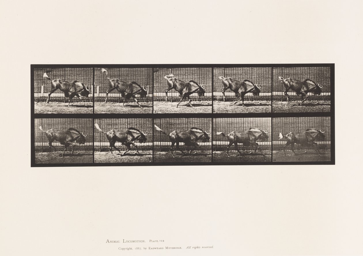 Tafel 702. Gnu; Bockend und galoppierend von Eadweard Muybridge