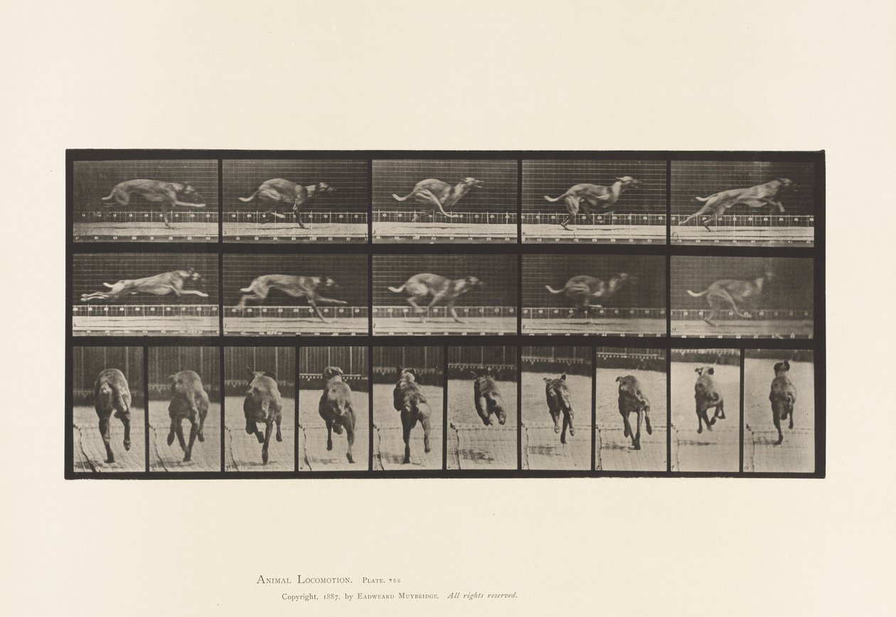 Tafel 708. Hund; Galoppierend; Brauner Rennhund von Eadweard Muybridge