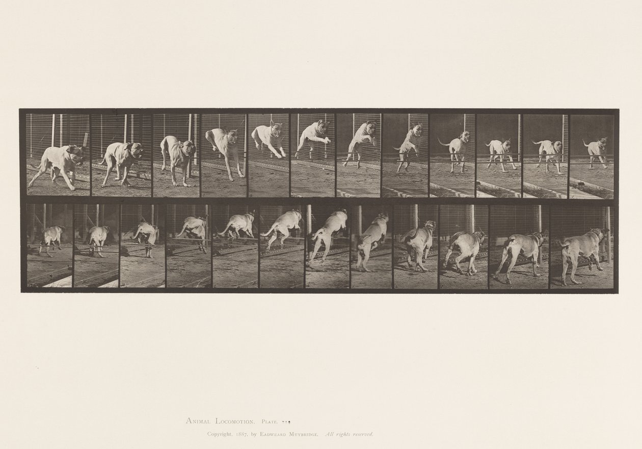 Platte 712. Hund; Hürde springen; Mastiff, Dread von Eadweard Muybridge