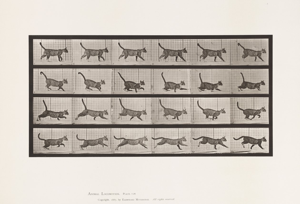 Tafel 716. Katze; Gehend, Wechsel zu Galoppierend von Eadweard Muybridge