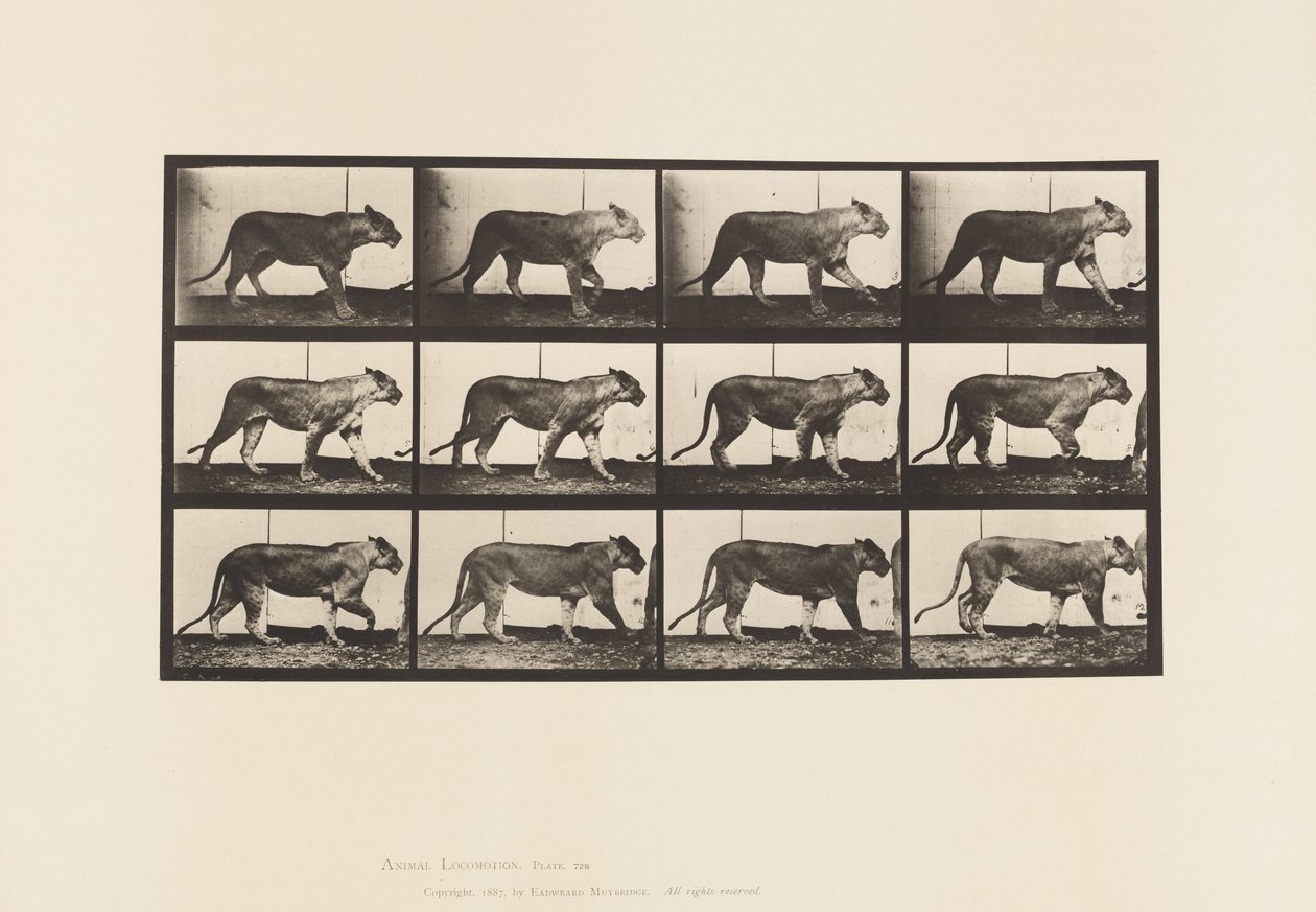 Platte 728. Löwin; Gehen; Löwe; Liegen von Eadweard Muybridge