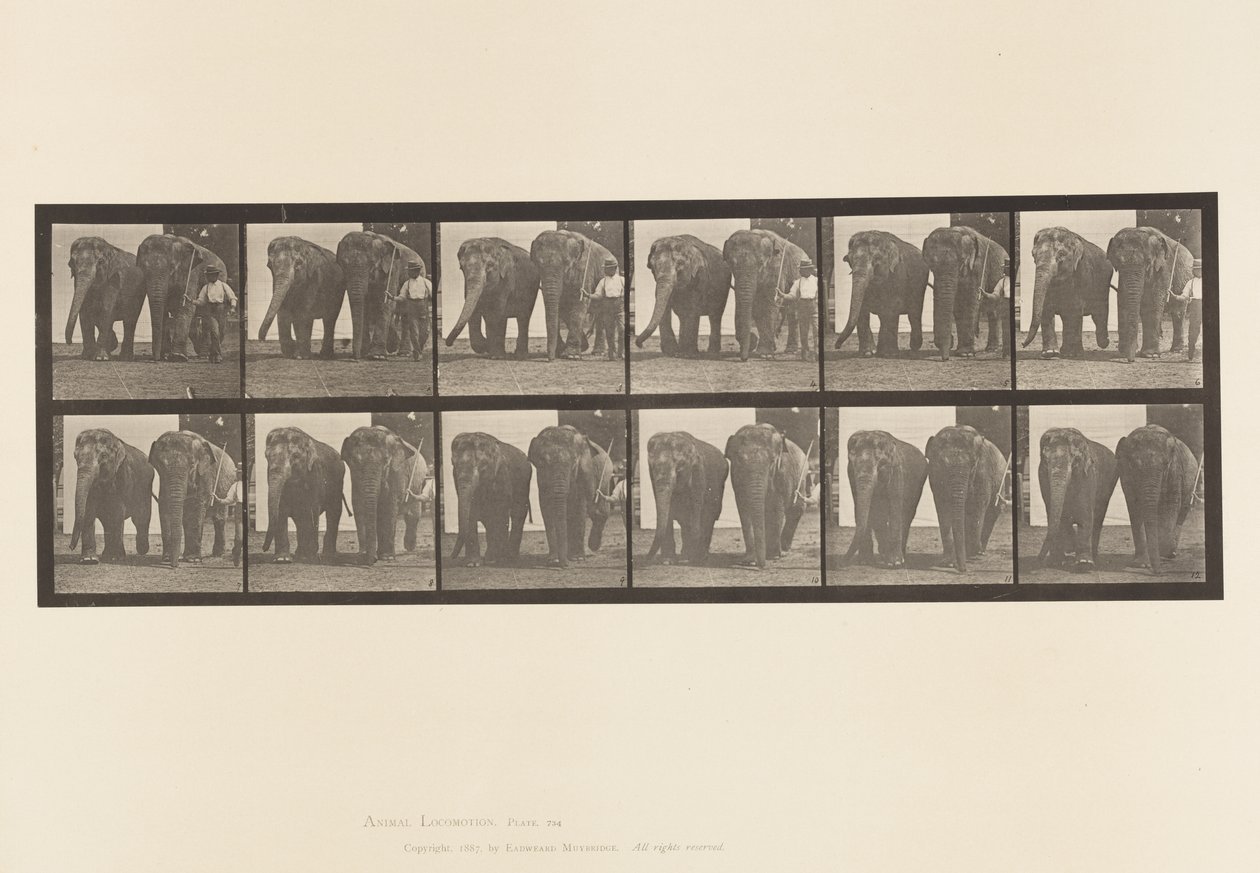 Tafel 734. Elefanten; Zwei, Gehen von Eadweard Muybridge