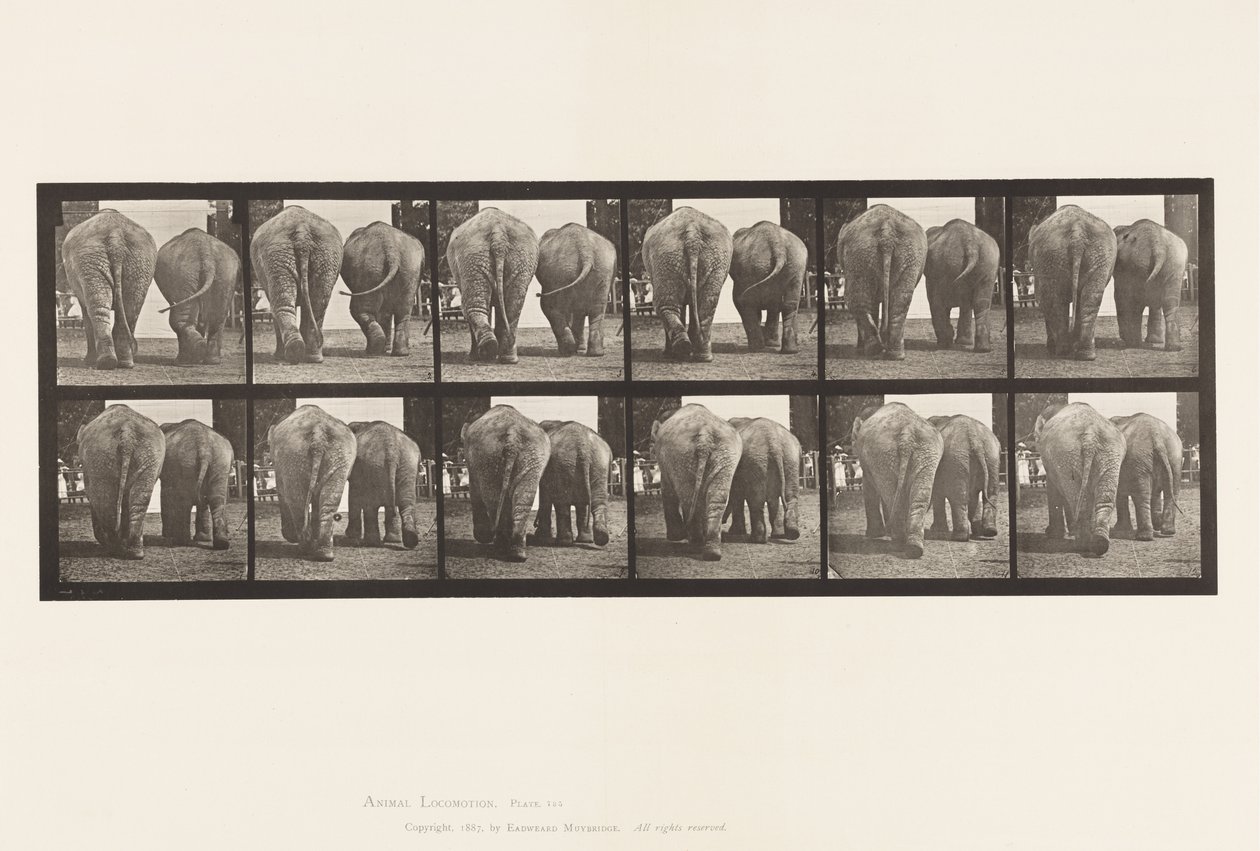 Tafel 735. Elefanten; Zwei, gehend von Eadweard Muybridge