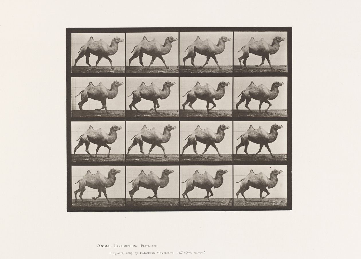 Platte 738. Baktrisches Kamel; Passgang von Eadweard Muybridge