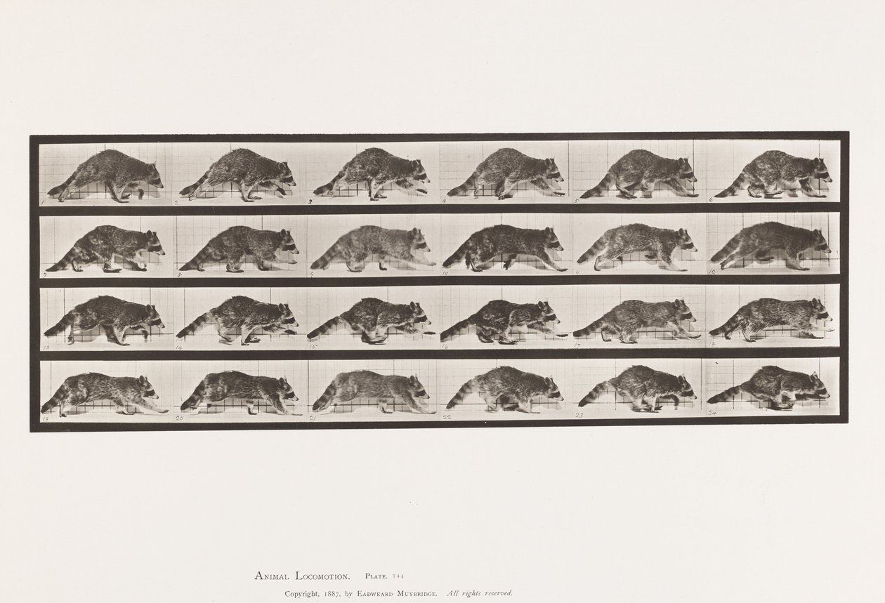Tafel 744. Waschbär; Laufend; Wechsel zu Galoppierend von Eadweard Muybridge