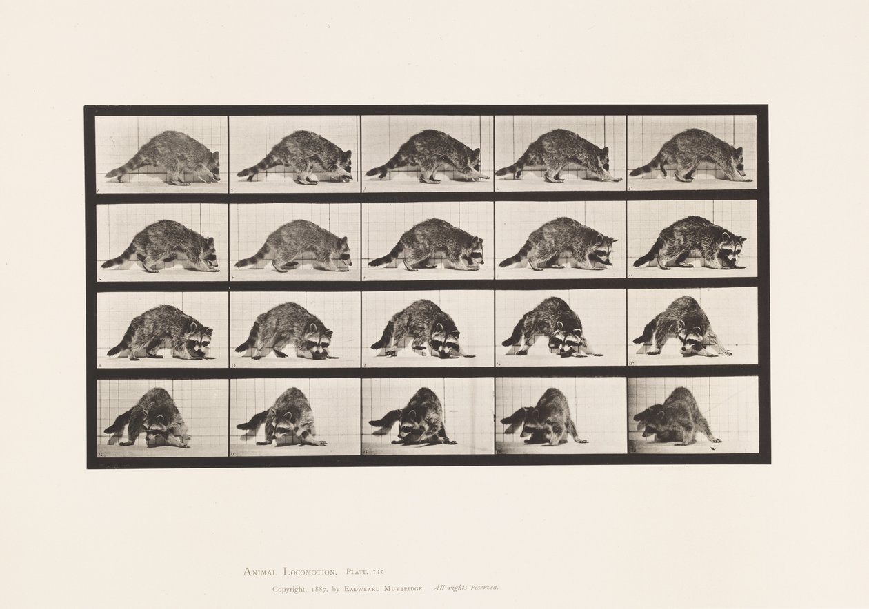 Tafel 745. Waschbär; Laufend; und Umdrehend von Eadweard Muybridge