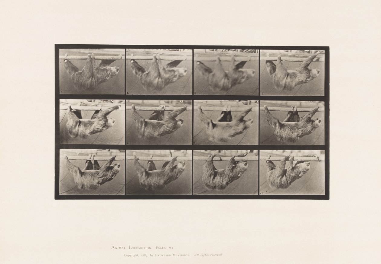 Tafel 750. Faultier; Laufend, Hängend an einer Horizontalen Stange von Eadweard Muybridge