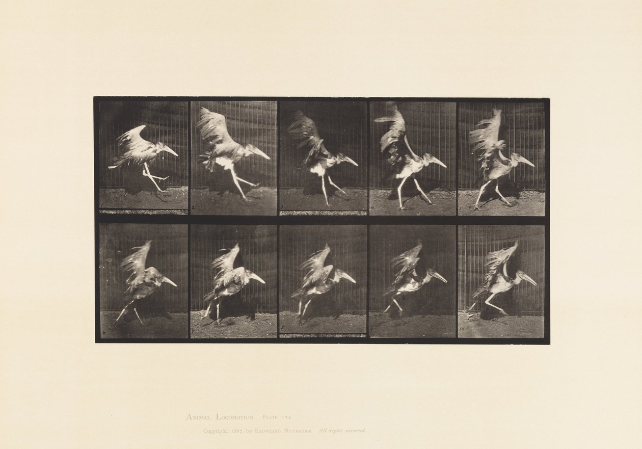 Tafel 775. Adjutant; Fliegender Lauf von Eadweard Muybridge
