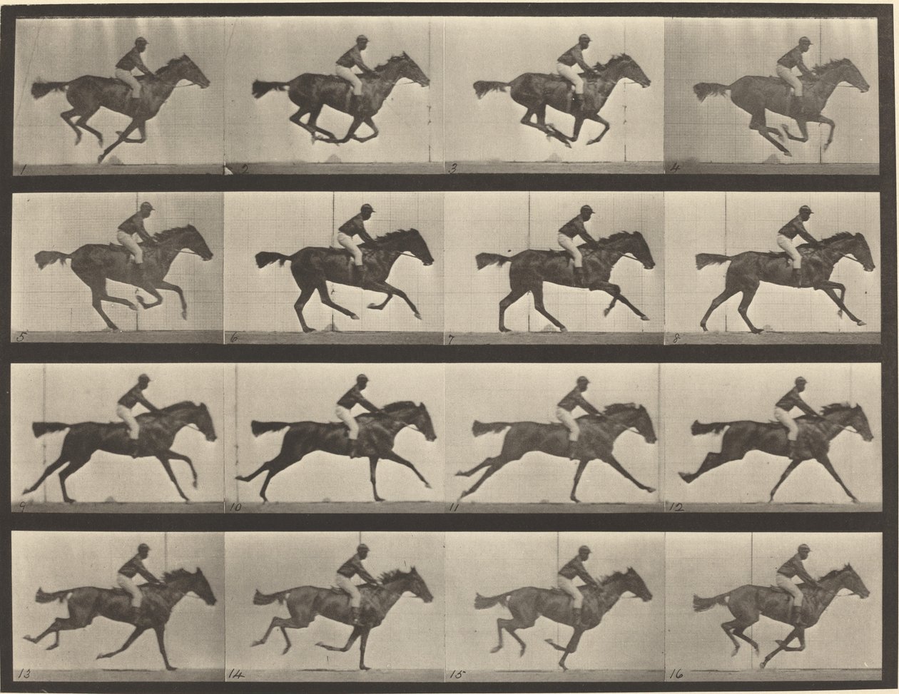 Platte Nummer 626. Galopp, Vollblut-Braune Stute, Annie G. von Eadweard Muybridge