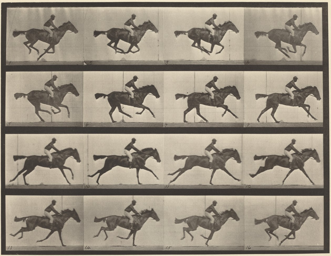 Plattennummer 626. Galopp, Vollblut-Braune Stute, Annie G. von Eadweard Muybridge