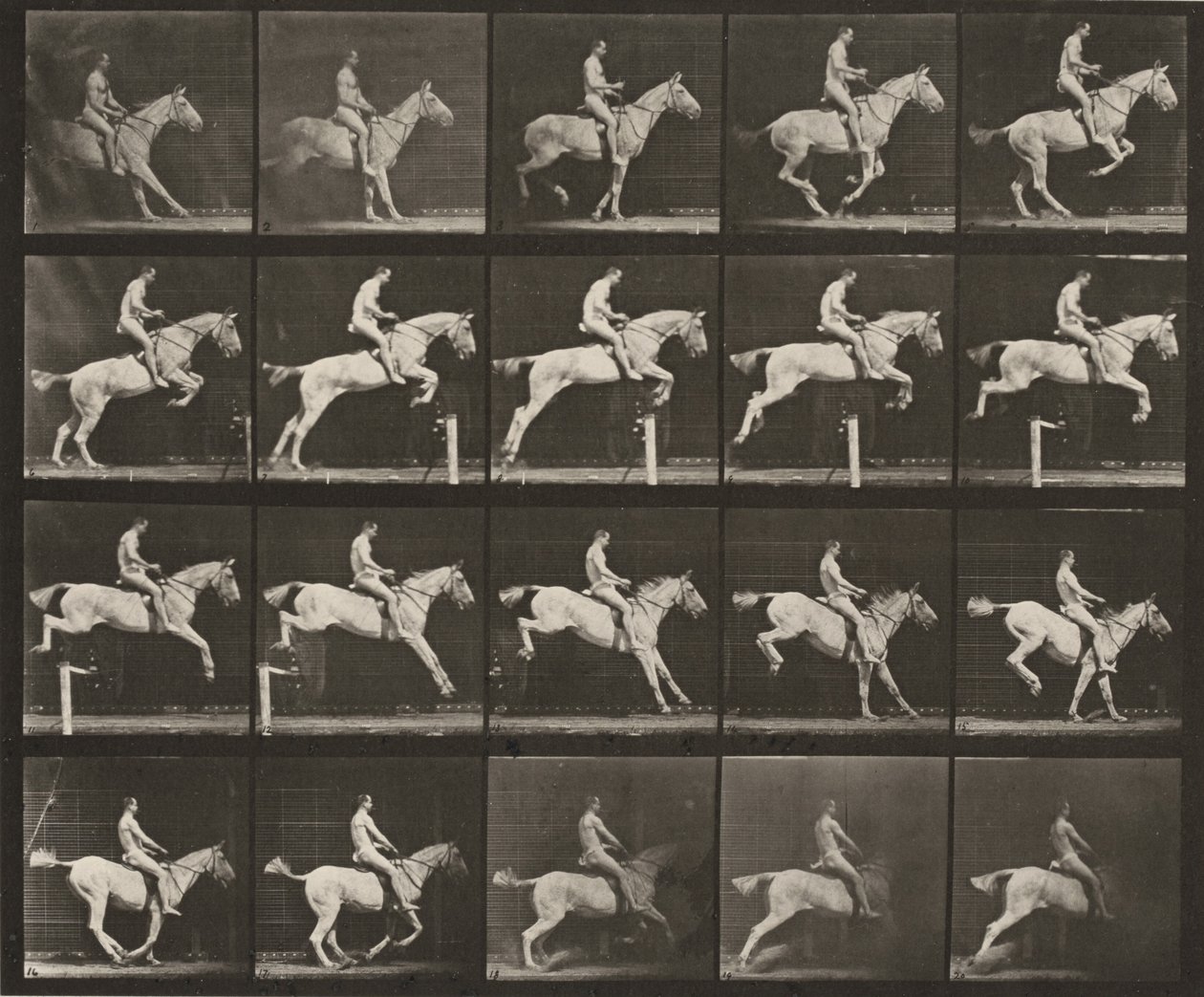 Tafel Nummer 642. "Pandora" springt über ein Hindernis, gesattelt; Reiter nackt von Eadweard Muybridge