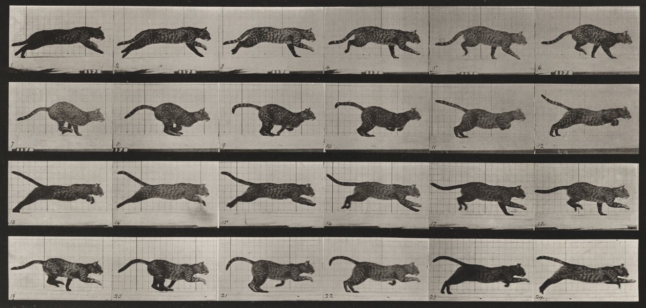 Tafel Nummer 720. Katze; galoppierend von Eadweard Muybridge