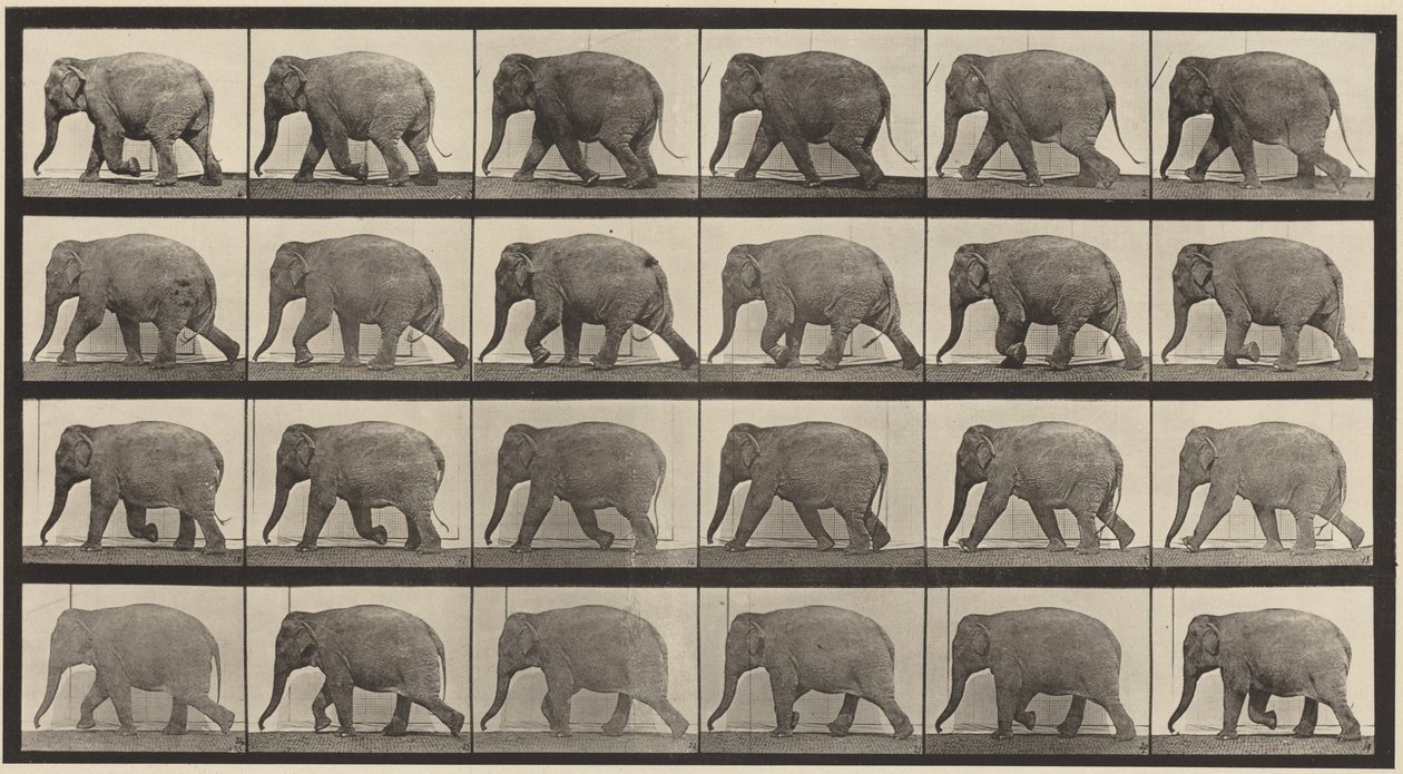 Tafel Nummer 733. Gehender Elefant von Eadweard Muybridge