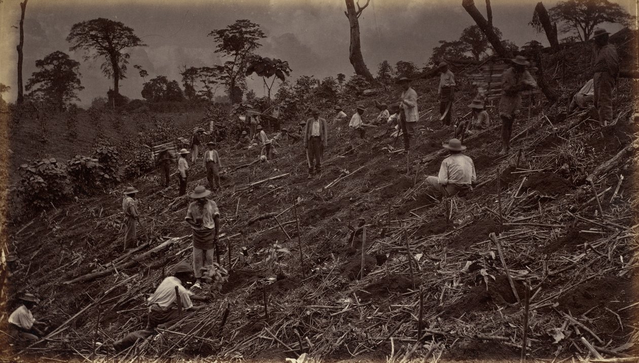 Anlage einer Kaffeeplantage in Antigua Guatemala von Eadweard Muybridge