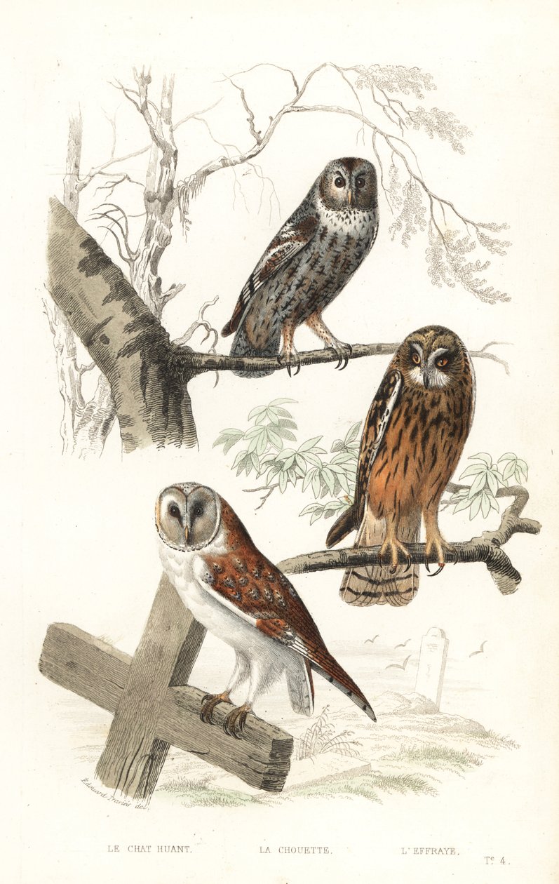 Eurasische Waldohreule, Habichtseule und Kurzohreule von Edouard (after) Travies