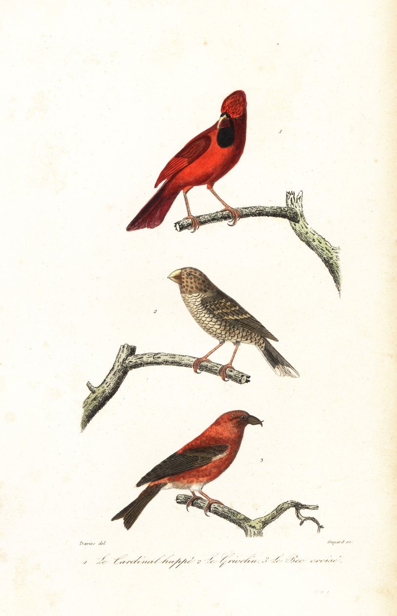 Nördlicher Kardinal, Brasilianischer Grosbeak und Kreuzschnabel von Edouard (after) Travies